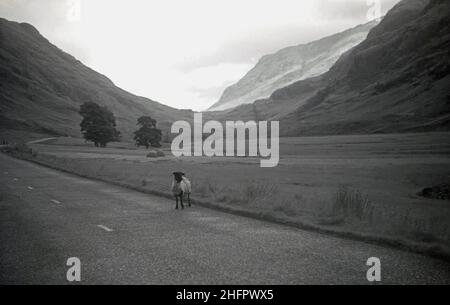 1950s, historique, un mouton solitaire sur une route vide sur le sol inférieur dans les Highlands écossais, Écosse, Royaume-Uni, près du Loch Awe. Banque D'Images