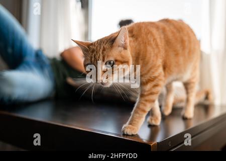 chat tabby brun avec yeux verts sur une table derrière la fenêtre Banque D'Images