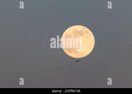 La pleine lune de janvier, connue sous le nom de Wolf Moon, s'élève au-dessus de Birmingham, au Royaume-Uni, comme un troupeau de goélands à proximité.Crédit : Peter Lophan/Alay Live News Banque D'Images