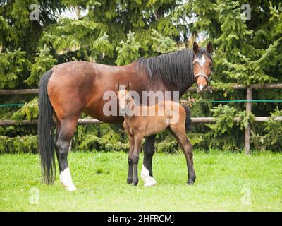 La jument brune et le poulain de chevaux se reproduisent pour le saut de soleil sur la prairie en été Banque D'Images