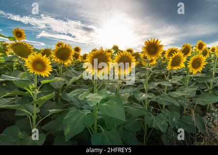 Magnifique champ romantique de tournesols en été chaud au coucher du soleil Banque D'Images