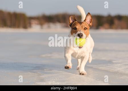 Drôle de chien porte dans la bouche balle de tennis courir sur la glace glissante du lac gelé le jour d'hiver ensoleillé Banque D'Images