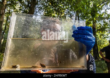 Roermond, pays-Bas - 7 octobre 2021 : des étudiants néerlandais effectuent des recherches sur l'eau dans le domaine.Recherche de petits animaux dans l'eau Banque D'Images