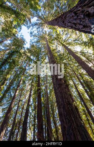 Vue sur les grands séquoias, comté de Mendocino, Californie, États-Unis Banque D'Images