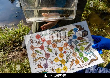 Roermond, pays-Bas - 7 octobre 2021 : des étudiants néerlandais effectuent des recherches sur l'eau dans le domaine.Recherche de petits animaux dans l'eau Banque D'Images