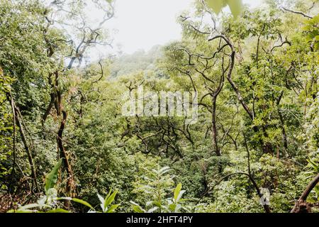 Vue sur les sommets des arbres dans une forêt hawaïenne luxuriante et dense en été Banque D'Images