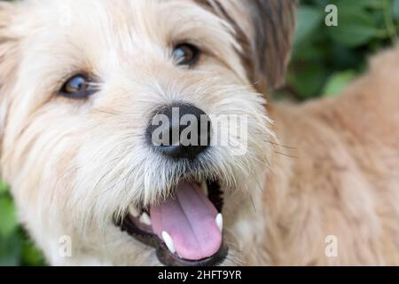 Chien mixte, Banque D'Images