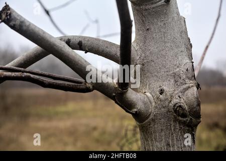 Tronc d'arbre avec branches visibles de près Banque D'Images