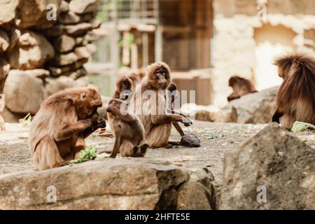 un groupe de singes s'assoient sur un rocher et mangent des légumes dans leur habitat naturel. Animaux sauvages. Banque D'Images