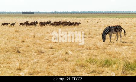 Zèbre et troupeau de cerfs sur une savane brune sèche et vue sur le pâturage. Animal vigilant pendant qu'il mange Banque D'Images