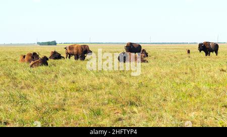 Un troupeau de bisons se reposant dans la steppe ouverte en arrière-plan Banque D'Images