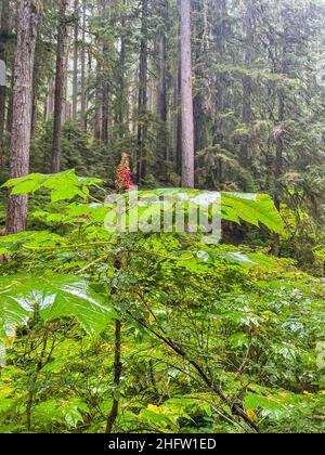 Le club du diable ou le bâton de randonnée du diable (Oplopanax horridus) est un grand arbuste de sous-étage originaire des forêts tropicales arboriales du Nord-Ouest du Pacifique. Banque D'Images