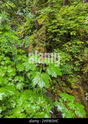 Le club du diable ou le bâton de randonnée du diable (Oplopanax horridus) est un grand arbuste de sous-étage originaire des forêts tropicales arboriales du Nord-Ouest du Pacifique. Banque D'Images