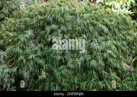 acer palmatum dissectum viridis,laceleaf acer,acers,vert,lime,feuilles,feuillage,ornemental,arbre,arbres,jardin,RM Floral Banque D'Images