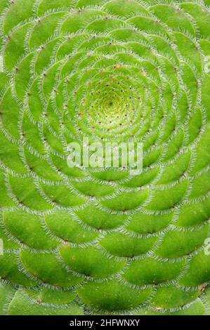 Gros plan de la plante soucoupe (Aeonium tabuliforme). Banque D'Images