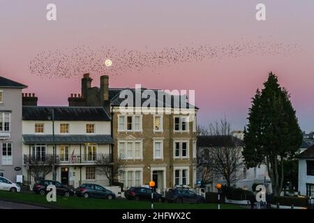 Royal Tunbridge Wells, Kent, Royaume-Uni.17th janvier 2022.La première pleine lune de 2022, appelée la Lune du Loup, s'élève au-dessus de Royal Tunbridge Wells et une danse de murmation devant la nouvelle lune comme le crépuscule tombe et le ciel est devenu rose sur fond de maisons victoriennes autour du commun.©Sarah Mott / Alamy Live News Banque D'Images