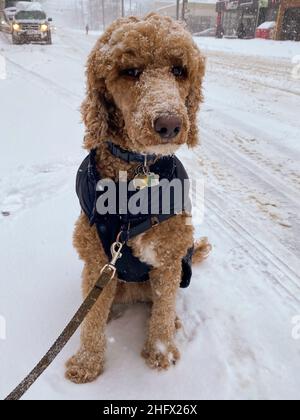 Le chien Golden Doodle est assis sur la route après la tempête d'hiver à Toronto, Canada, Banque D'Images