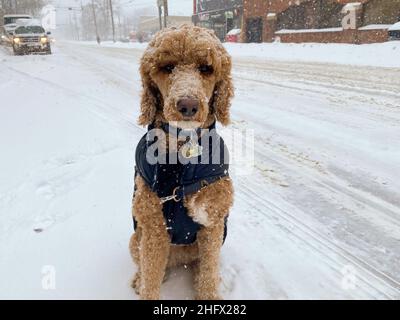 Le chien Golden Doodle est assis sur la route après la tempête d'hiver à Toronto, Canada, Banque D'Images