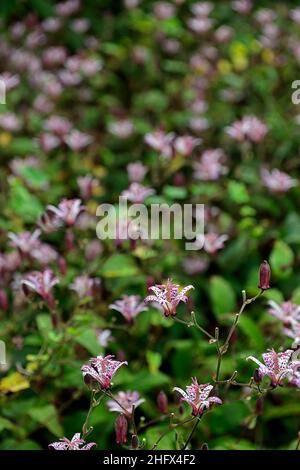 Tricyrtis Formosana,nénuphars,nénuphars,fleurs tachetées,taches,fleurs inhabituelles,fleurs,fleurs,fleurs,fleurs,jardin,herbacées vivaces,RM Floral Banque D'Images