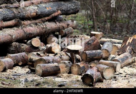 Pile de grumes de pin dans une scierie pour transformation ultérieure en granulés Banque D'Images