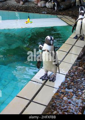 Un manchot africain (Spheniscus demersus) à Durban, KwaZulu Natal, Afrique du Sud Banque D'Images