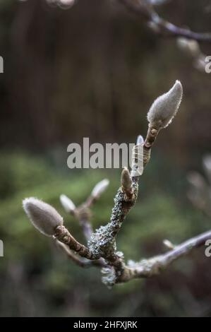 Les bourgeons magnolia sont prêts à s'ouvrir à l'arrivée du printemps Banque D'Images