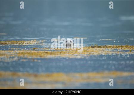 Phoque commun (Phoca vitulina) nageant dans un loch écossais Banque D'Images