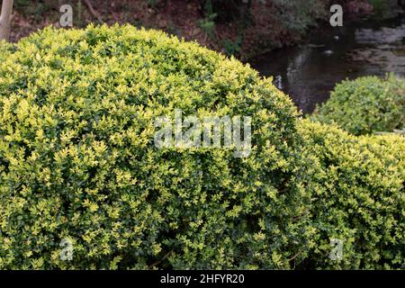 Boîte commune, boîte européenne ou buis vert-vert-vert arbuste taillé dans le jardin.Buxus sempervirens topiaire.Cultivar variégé. Banque D'Images