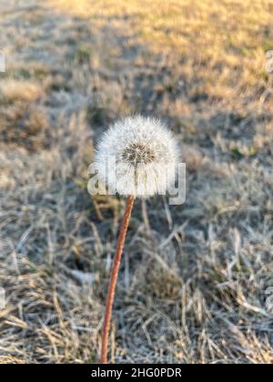 Le pissenlit commun (Taraxacum officinale) est une plante herbacée vivace à fleurs du genre pissenlit de la famille des Asteraceae (syn.Compositae).T Banque D'Images