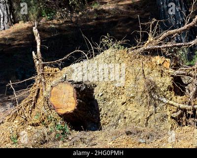 Base de l'arbre avec tronc déraciné avec des racines Banque D'Images
