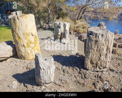 Ginkgo Petrified Forest State Park/Wanapum Recreational Area est une réserve géologique et une aire de loisirs publique couvrant 7 124 acres (2 883 ha) sur le W Banque D'Images