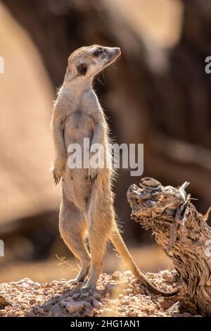 Meerkat sentry dans le Kgalagadi Banque D'Images