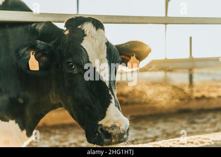 rétroéclairage d'une vache avec étiquette sur une ferme laitière Banque D'Images