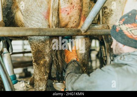 homme mettant des tasses à tétine sur une vache à l'intérieur d'un salon de traite rotatif Banque D'Images