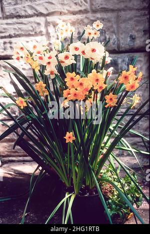 Groupe de Narcissus Geranium et Martinette à la frontière d'un mur au printemps Narcissus Martinette et Geranium sont une division 8 Tazetta daffodil Banque D'Images