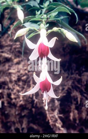 Gros plan de deux fleurs et bourgeons d'une seule Fuchsia Princessita de fuite avec des fleurs roses blanches et profondes un été fleuri décidue vivace Banque D'Images