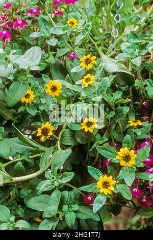 Sanvitalia prucumbens dans un panier suspendu une floraison d'été à la traîne ou tapis formant annuellement avec des fleurs jaune vif.Également appelé Zinnia rampant Banque D'Images