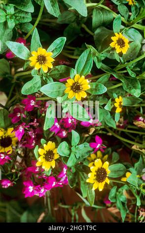 Sanvitalia prucumbens dans un panier suspendu une floraison d'été à la traîne ou tapis formant annuellement avec des fleurs jaune vif.Également appelé Zinnia rampant Banque D'Images