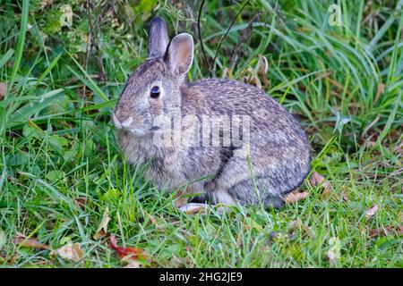 Le lapin à queue de cotonnière, Sylvilagus floridanus, se nourrissant de l'herbe et des feuilles. Banque D'Images