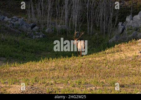 Un taureau mature Tule Elk, Cervus nanoides, pose sur un bord de canyon éclairé par le soleil dans la chaîne côtière de Californie, dans la vallée de San Joaquin. Banque D'Images