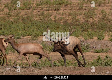 Un taureau mature d'élans de Tule, Cervus nannodes, pourchassant une vache de retour au troupeau pendant la reproduction annuelle, ou rutting, saison dans la vallée de San Joaquin. Banque D'Images