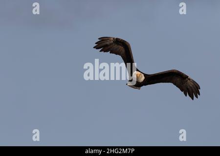 Un pygargue à tête blanche adulte, Haliaeetus leucocephalus, s'approchant à proximité de la vallée de San Joaquin en Californie. Banque D'Images