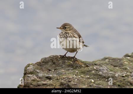 Un adulte américain Pipit, Anthus rubescens, plumage sans reproduction, percé sur la roche dans la vallée de San Joaquin, CA. Banque D'Images