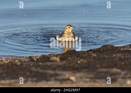 Un Pipit américain, Anthus rubescens, baigne dans une zone humide peu profonde dans la zone écologique des Prairies de Californie. Banque D'Images