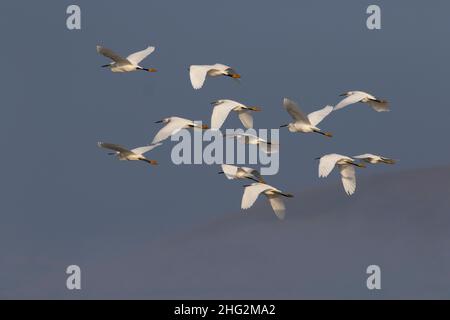 Un troupeau d'Egrets enneigés, Egretta thula, survole le ciel bleu d'hiver de la vallée de San Joaquin en Californie. Banque D'Images