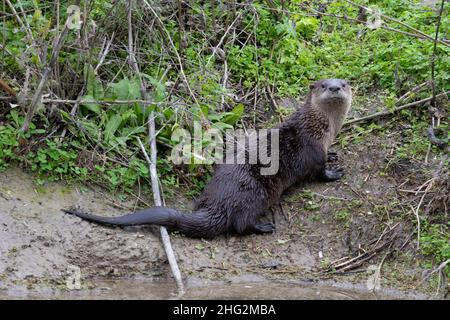 Une loutre de rivière, Lutra canadensis, pose sur la rive d'un canal d'irrigation au NWR de San Luis, dans la vallée de San Joaquin en Californie. Banque D'Images