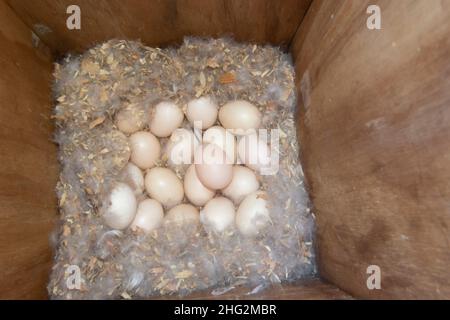 Oeufs de canard en bois pondus dans une boîte de nid artificielle en bois attachée à un chêne dans le comté de Stanislaus, Californie. Banque D'Images