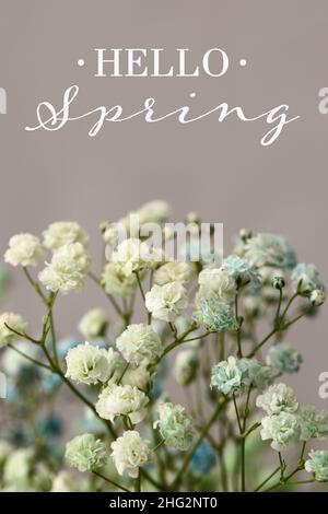 Belles fleurs de gitsophila avec texte HELLO SPRING sur fond gris Banque D'Images