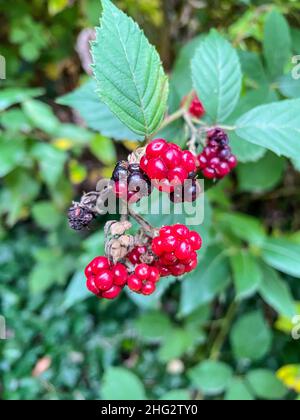 le blackberry de l'Himalaya (Rubus armeniacus) est une espèce de Rubus originaire d'Arménie et du nord de l'Iran, et largement naturalisé ailleurs. Banque D'Images