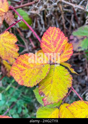 le blackberry de l'Himalaya (Rubus armeniacus) est une espèce de Rubus originaire d'Arménie et du nord de l'Iran, et largement naturalisé ailleurs. Banque D'Images